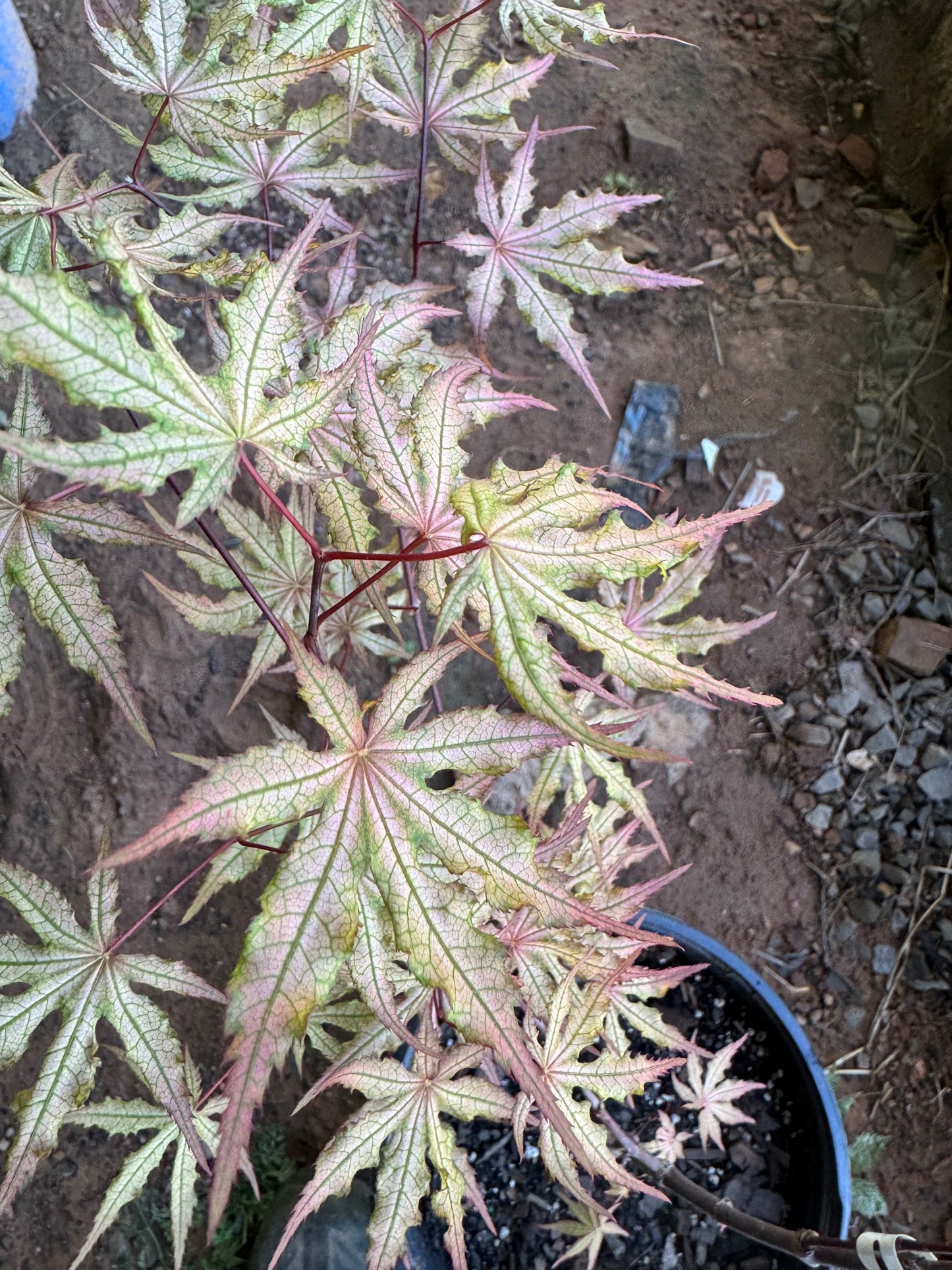Acer palmatum ‘Fred’s Wild Dream’ – Reticulated Variegated Japanese Maple