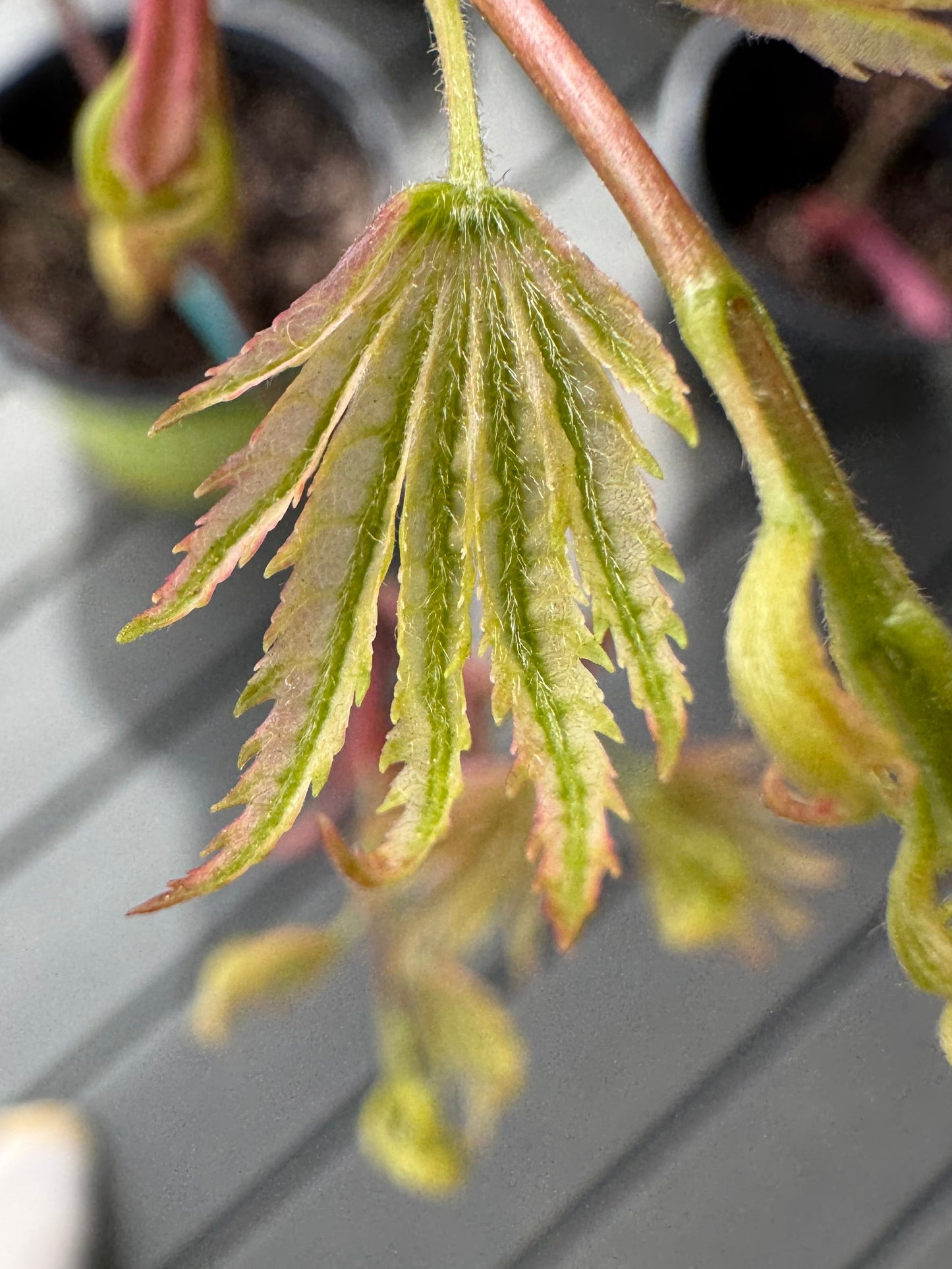 Acer palmatum ‘Higasayama’ – Variegated Japanese Maple