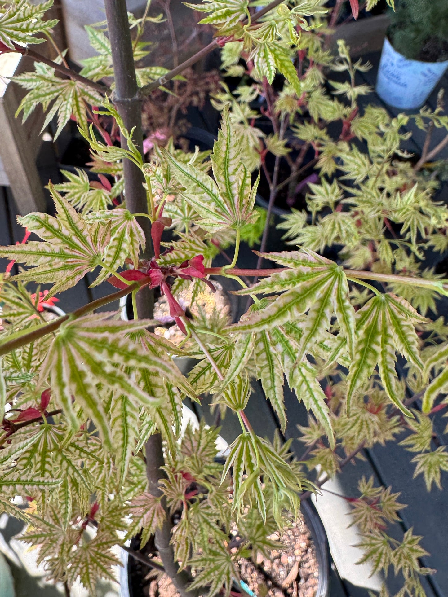 Acer palmatum ‘Higasayama’ – Variegated Japanese Maple