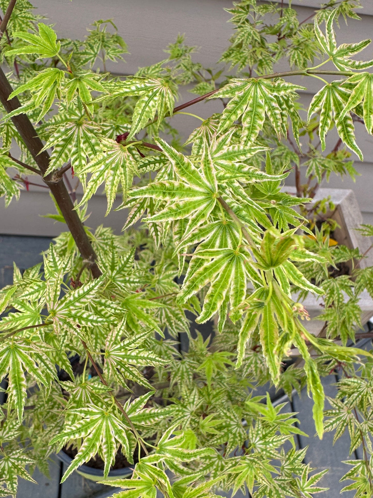 Acer palmatum ‘Higasayama’ – Variegated Japanese Maple