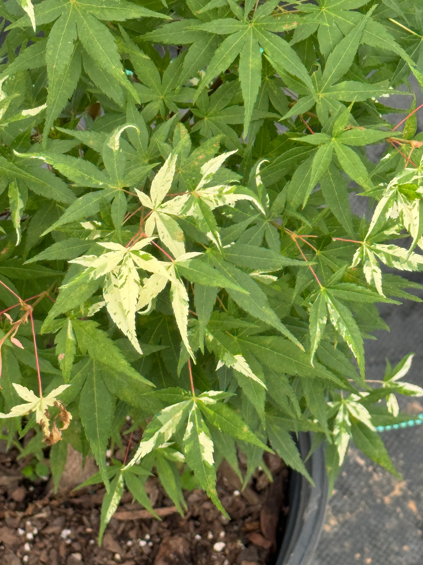 Acer palmatum ‘Ilarian’ – Unique Upright Japanese Maple