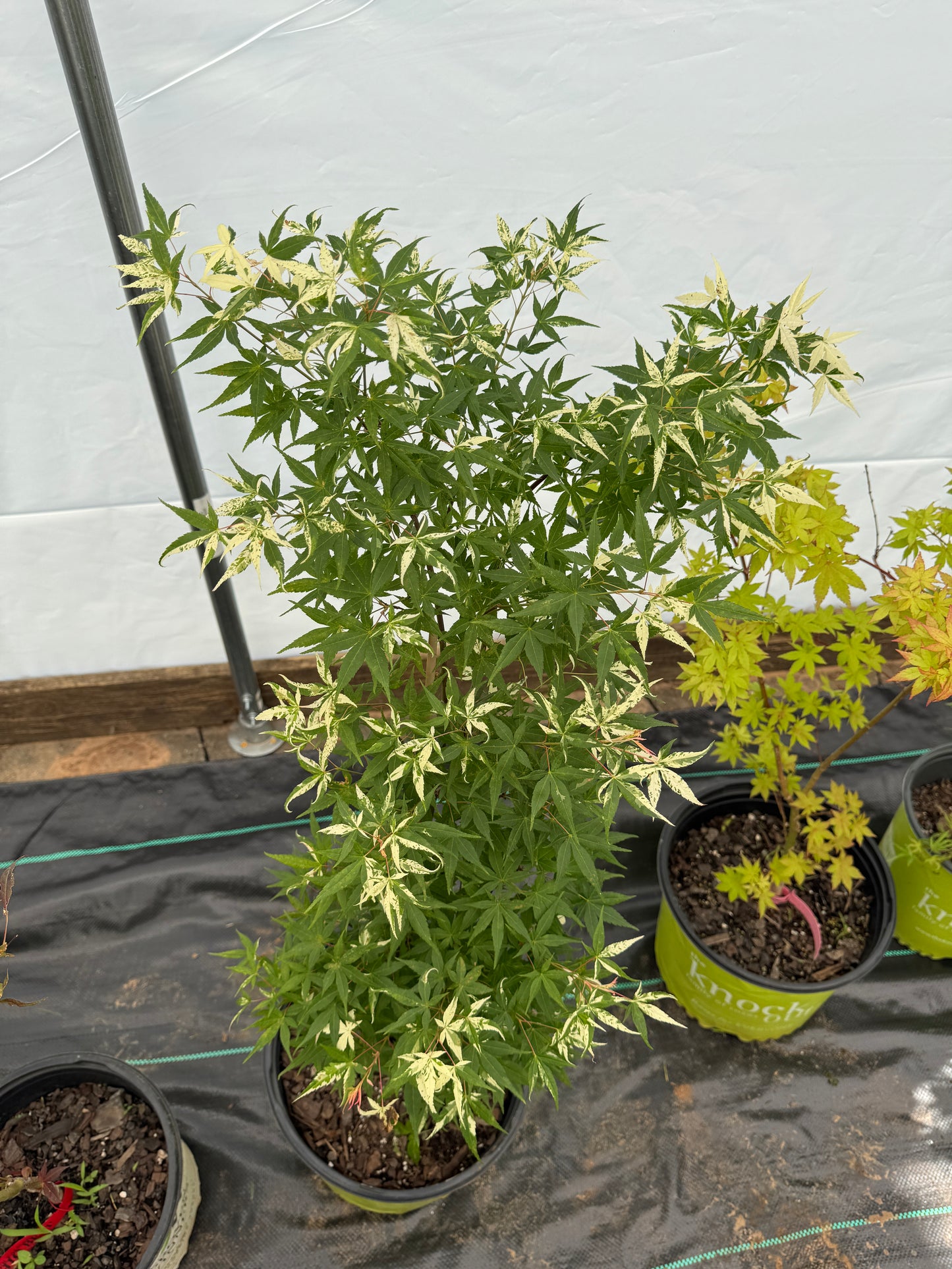 Acer palmatum ‘Ilarian’ – Unique Upright Japanese Maple
