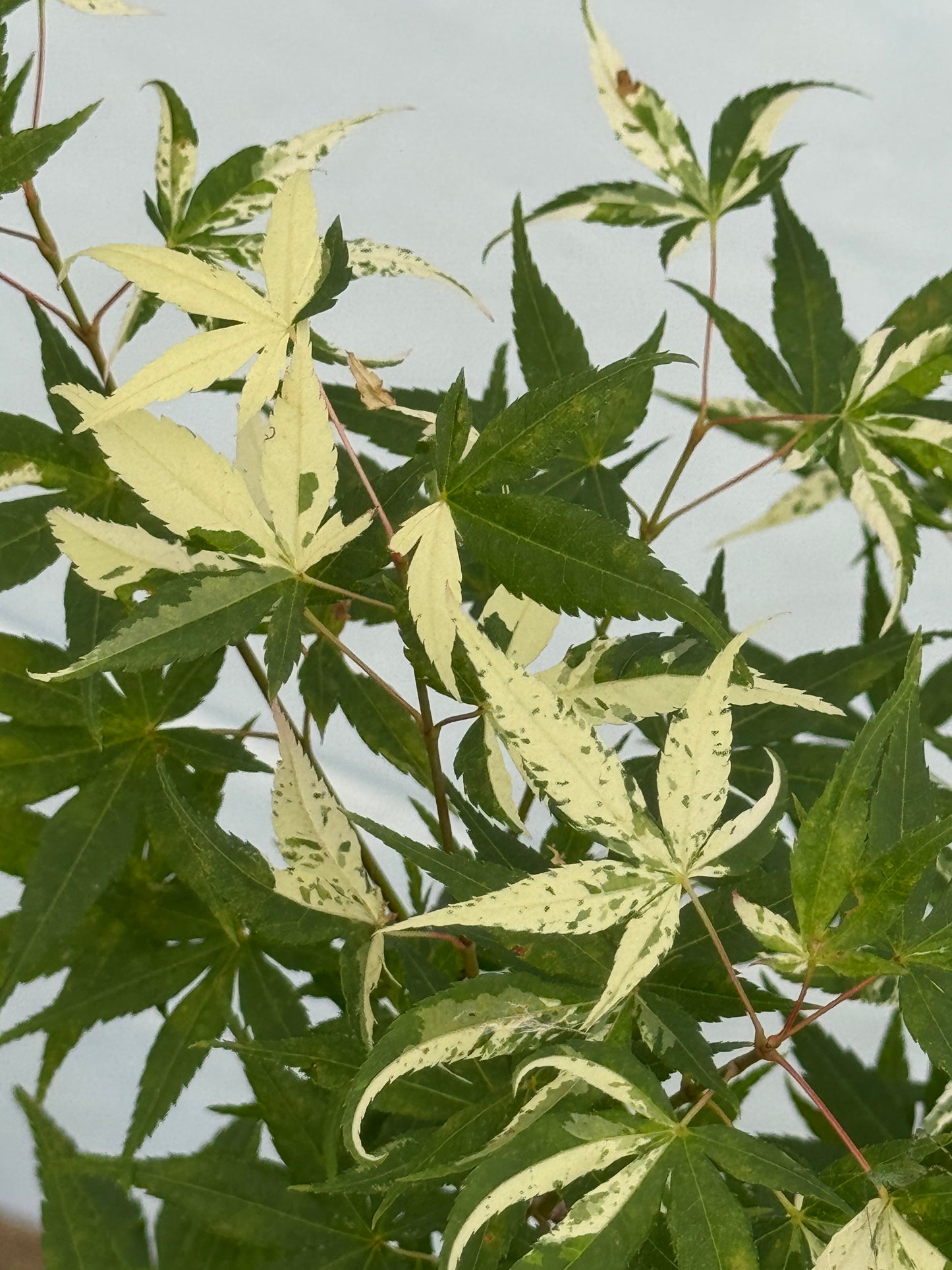 Acer palmatum ‘Ilarian’ – Unique Upright Japanese Maple