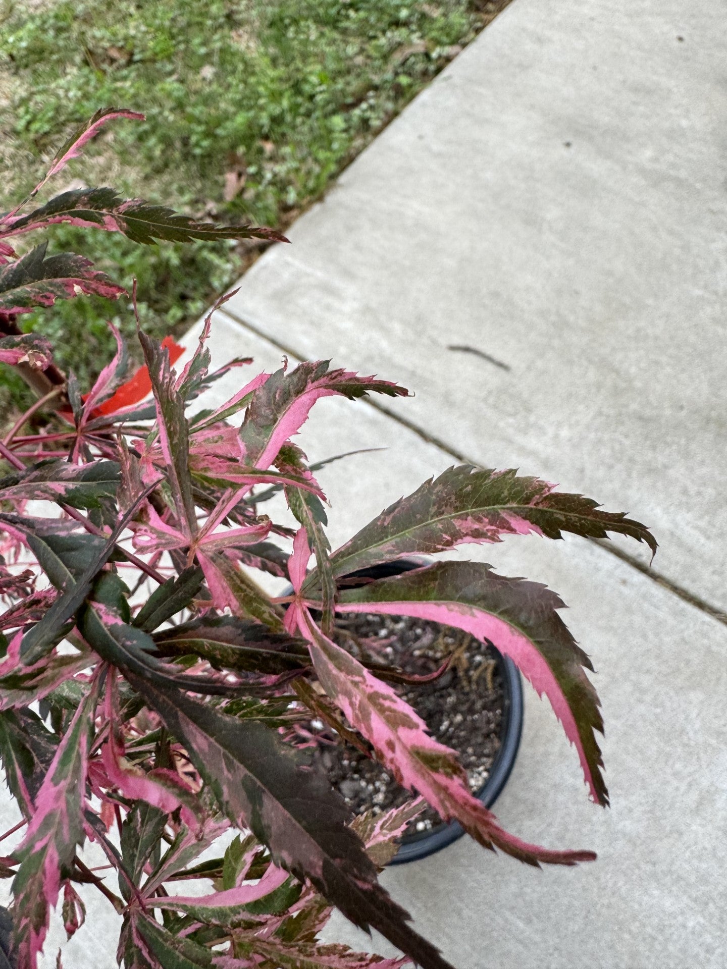 Acer palmatum ‘Lileeanne’s Jewel’ – Rare Variegated Japanese Maple
