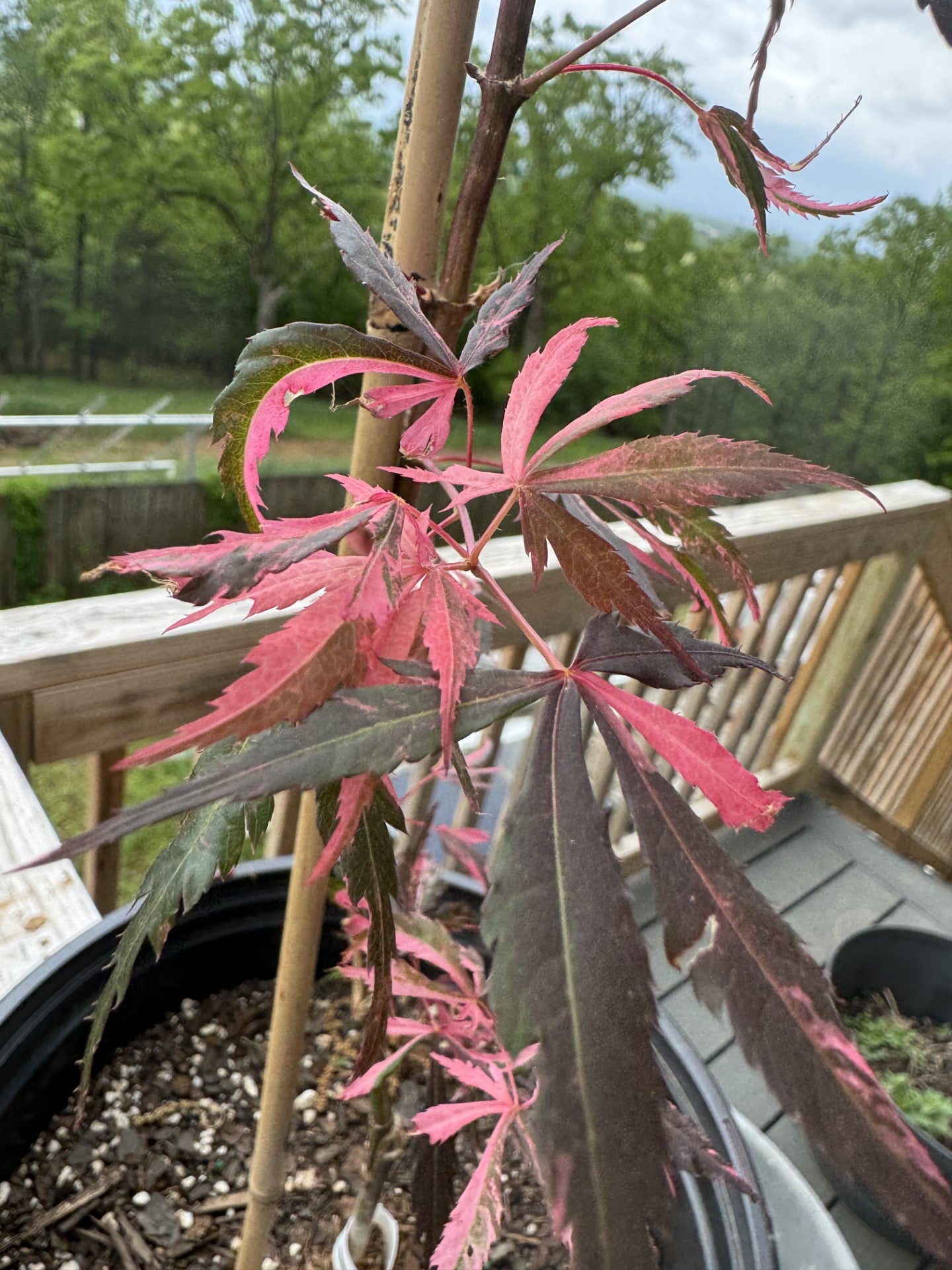 Acer palmatum ‘Lileeanne’s Jewel’ – Rare Variegated Japanese Maple