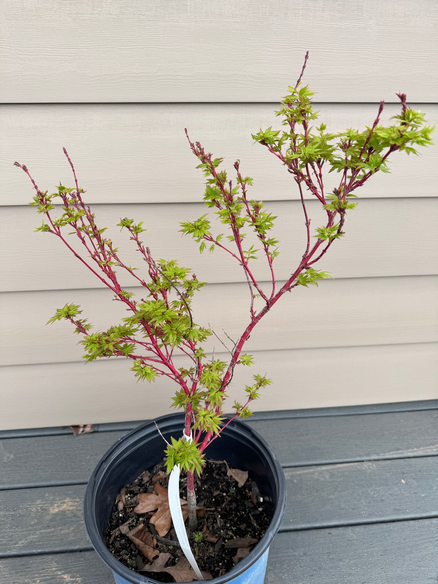 Acer palmatum ‘Little Sango’ – Dwarf Coral Bark Japanese Maple
