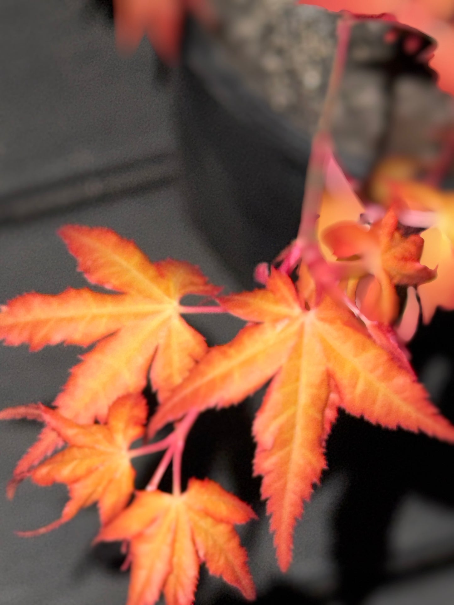 Acer palmatum ‘Marmalade’ – Bright Orange Japanese Maple