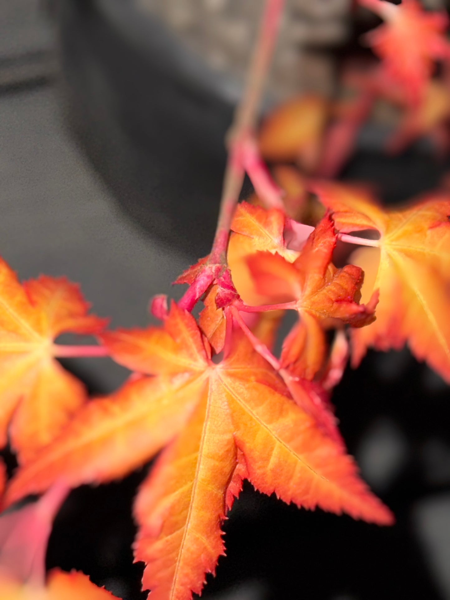 Acer palmatum ‘Marmalade’ – Bright Orange Japanese Maple