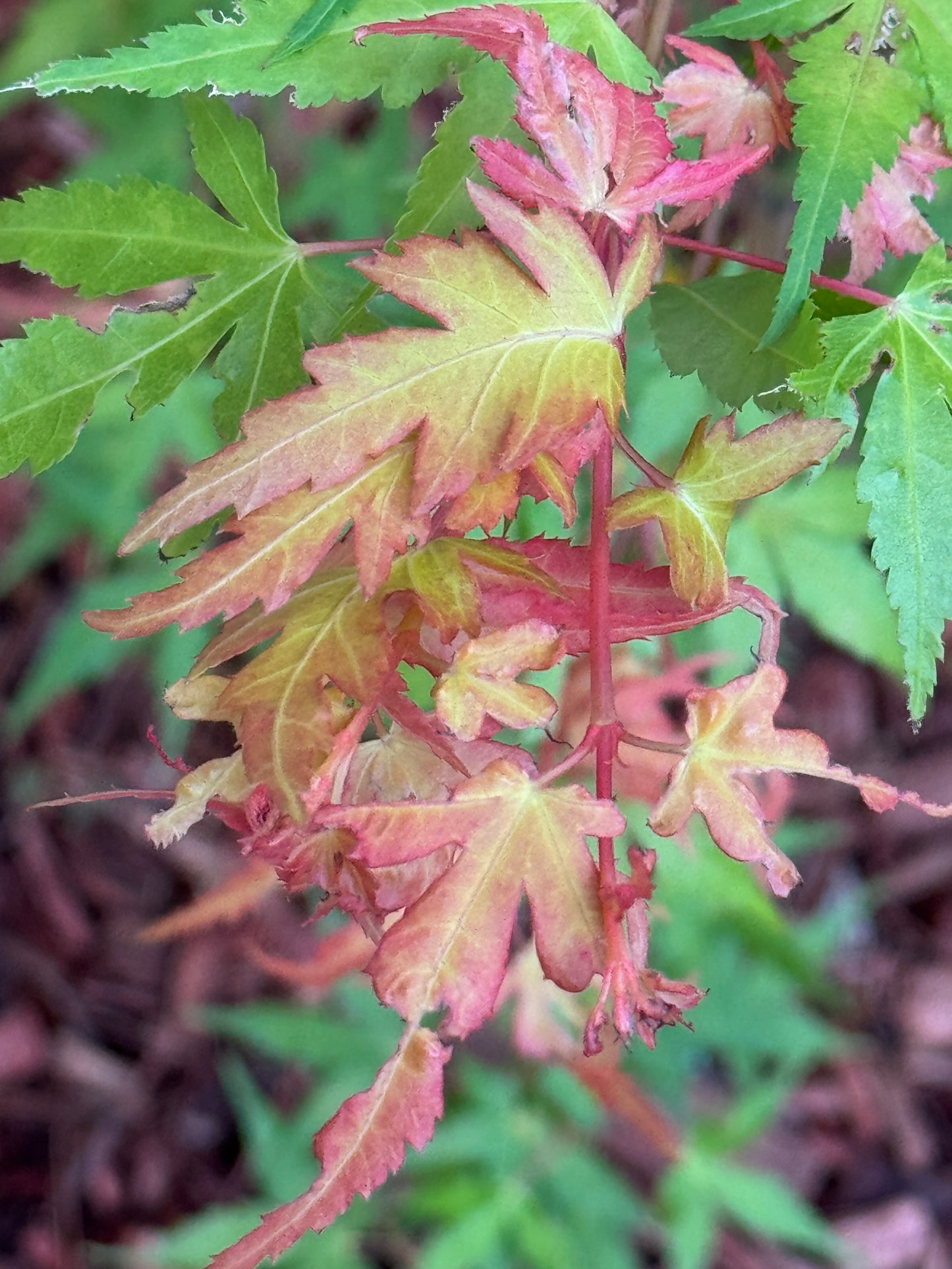 Acer palmatum ‘Marmalade’ – Bright Orange Japanese Maple
