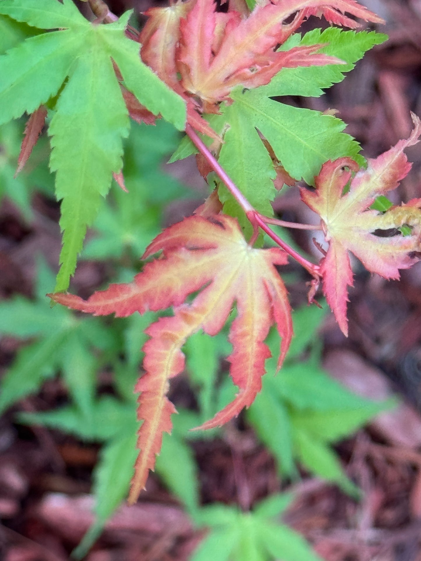 Acer palmatum ‘Marmalade’ – Bright Orange Japanese Maple