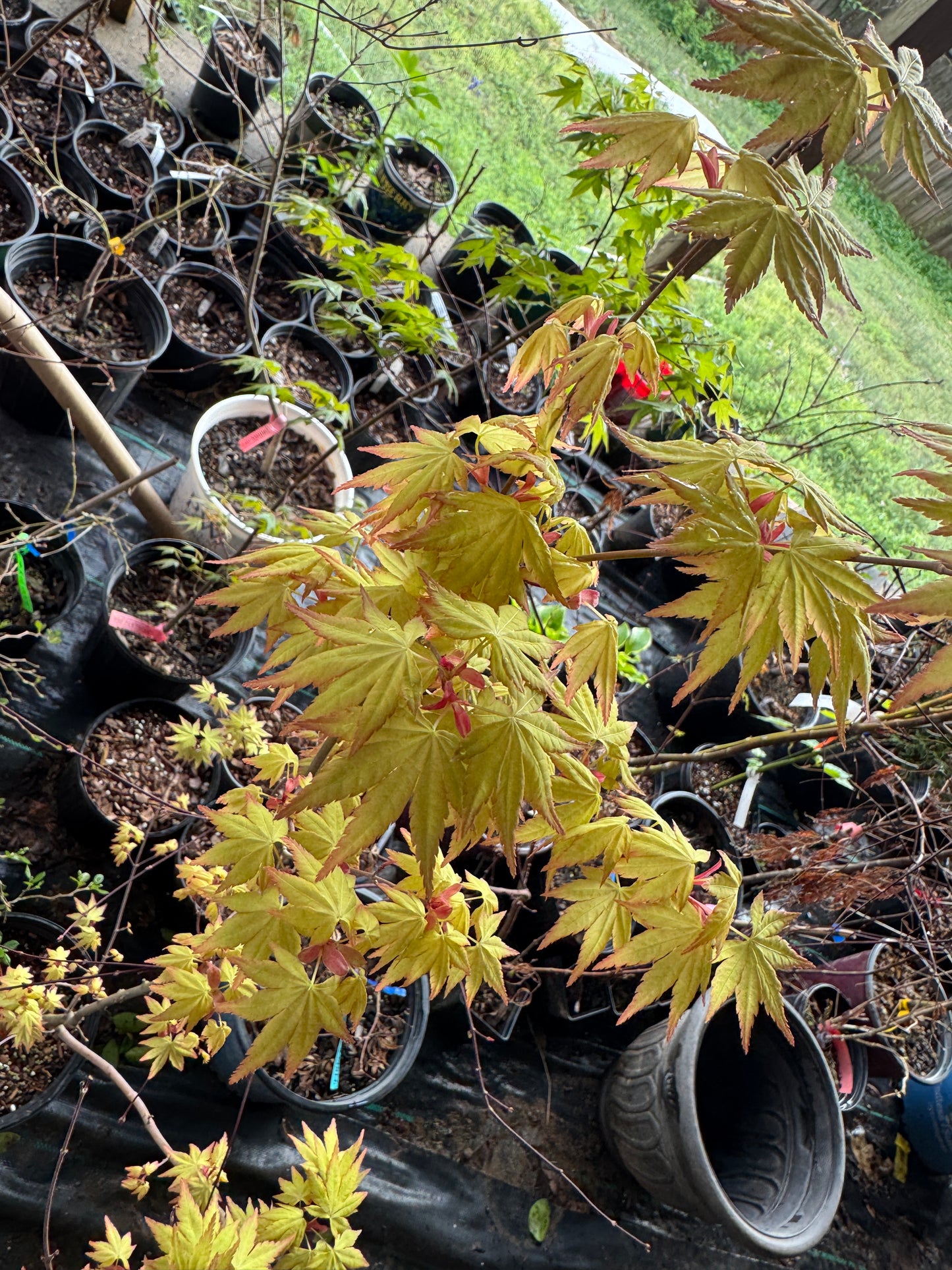 Acer palmatum ‘Orange Dream’ – Bright Golden Japanese Maple