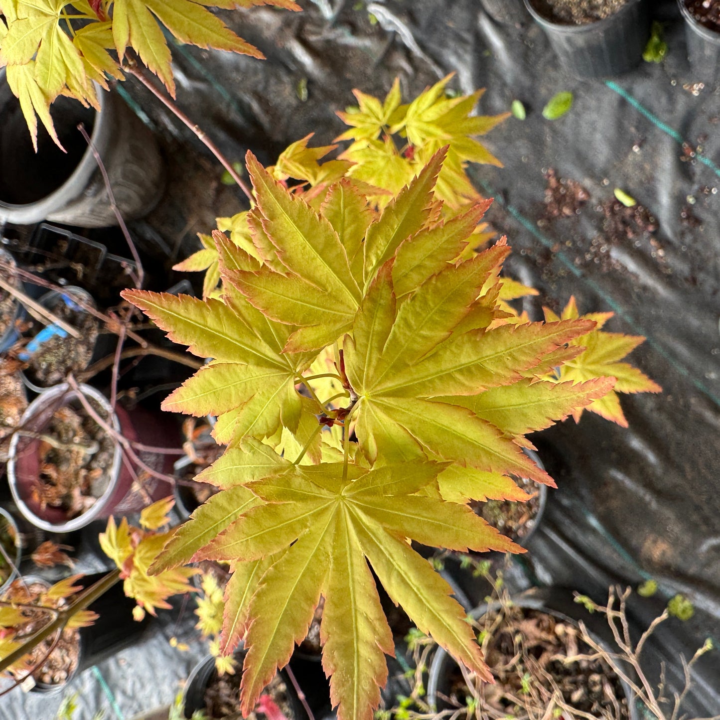 Acer palmatum ‘Orange Dream’ – Bright Golden Japanese Maple