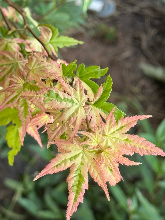 Acer palmatum ‘Oridono Nishiki’ – Pink Variegated Japanese Maple