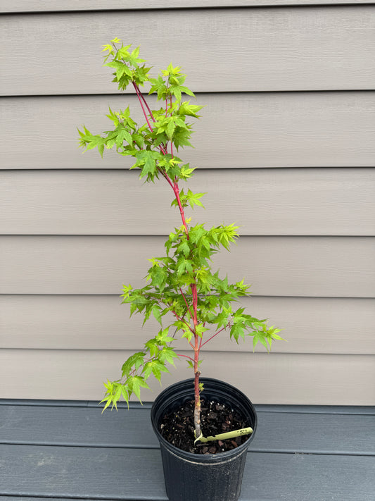 Acer palmatum ‘Sango Kaku’ – Coral Bark Japanese Maple
