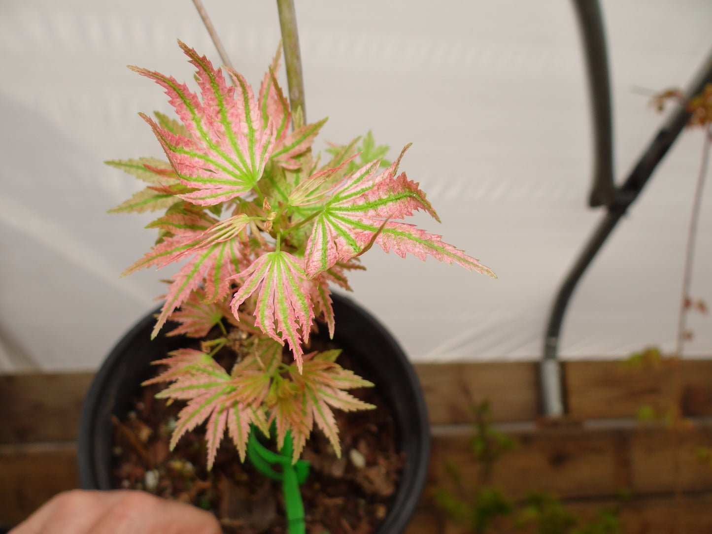 Acer palmatum ‘Shin Hikasa’ – Rare Upright Japanese Maple