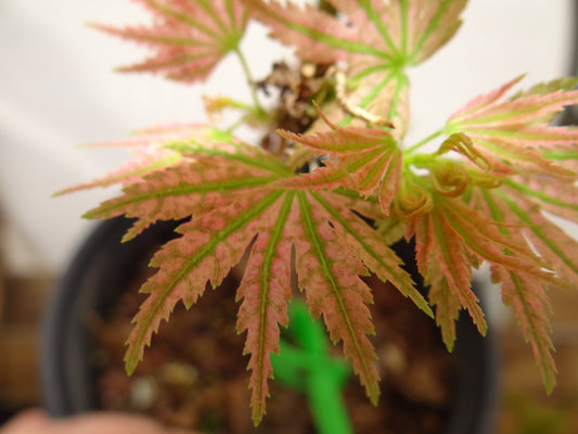 Acer palmatum ‘Shin Hikasa’ – Rare Upright Japanese Maple