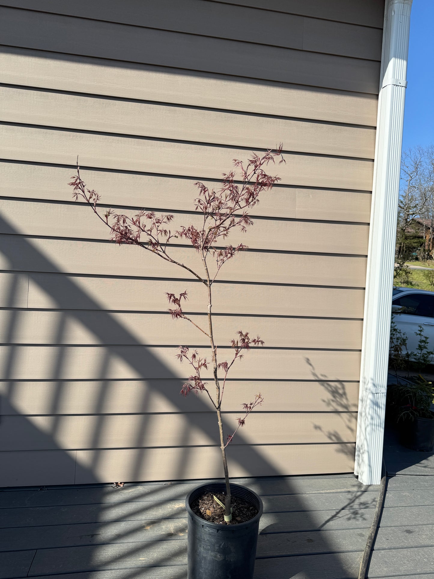 Acer palmatum ‘Tamukeyama’ – Weeping Laceleaf Japanese Maple