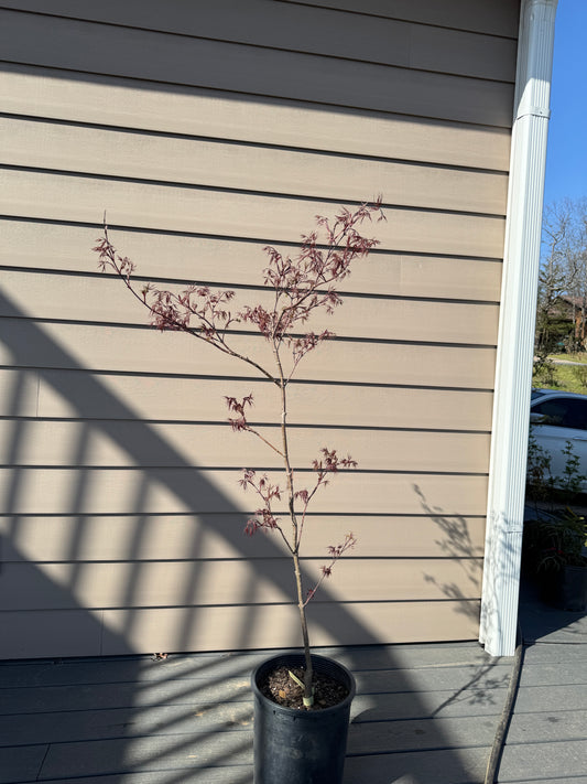 Acer palmatum ‘Tamukeyama’ – Weeping Laceleaf Japanese Maple