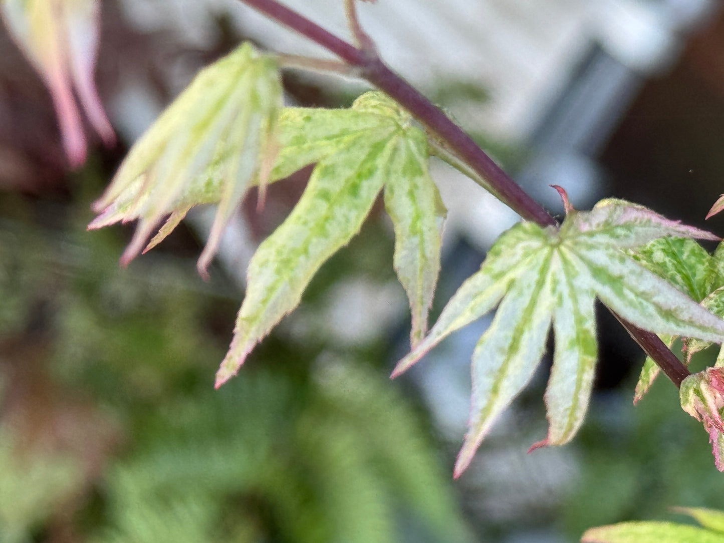 Acer palmatum ‘Ukigumo’ – Floating Cloud Japanese Maple