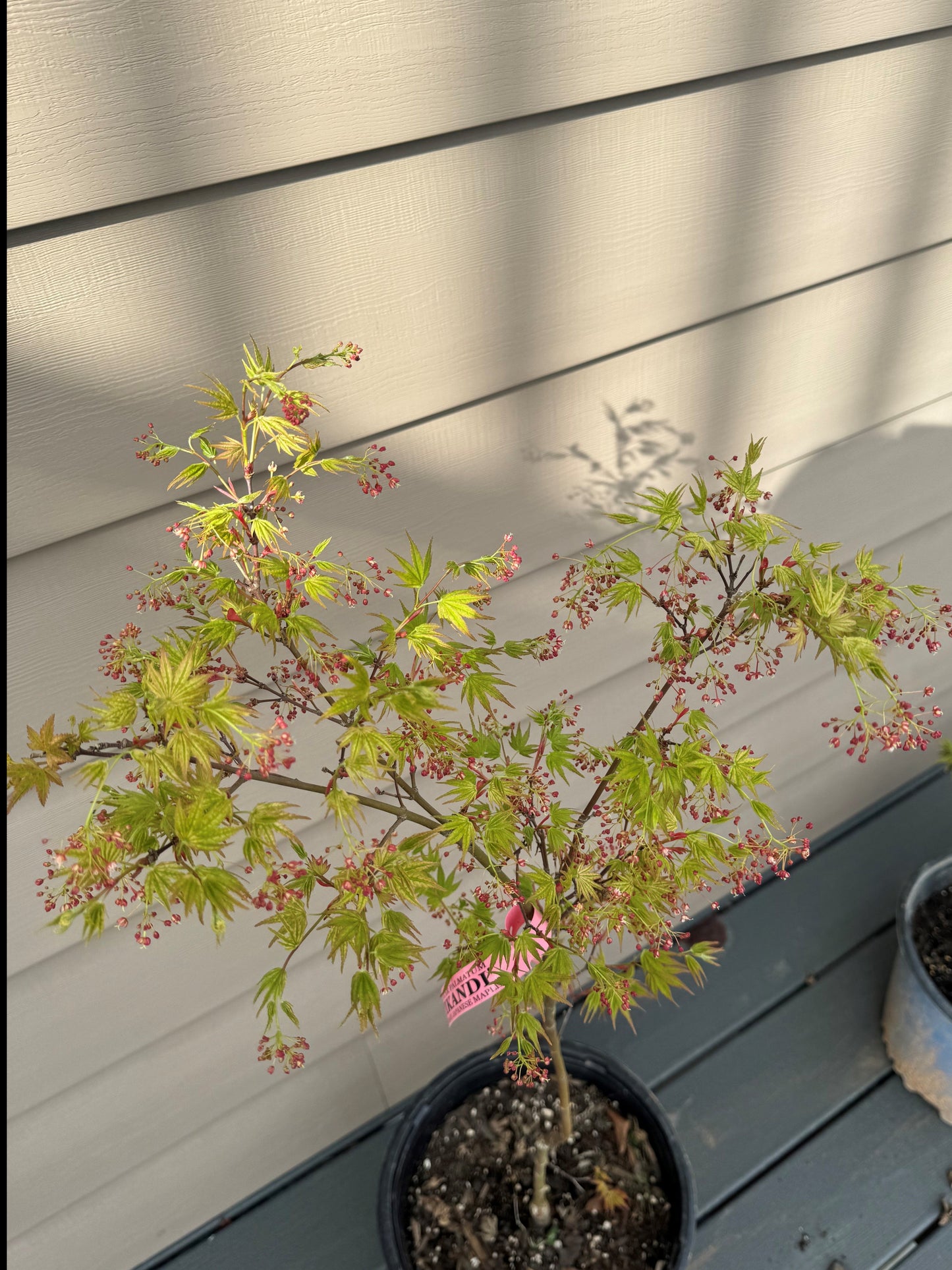 Acer palmatum ‘Ikandi’ – Bright Pink Variegated Japanese Maple