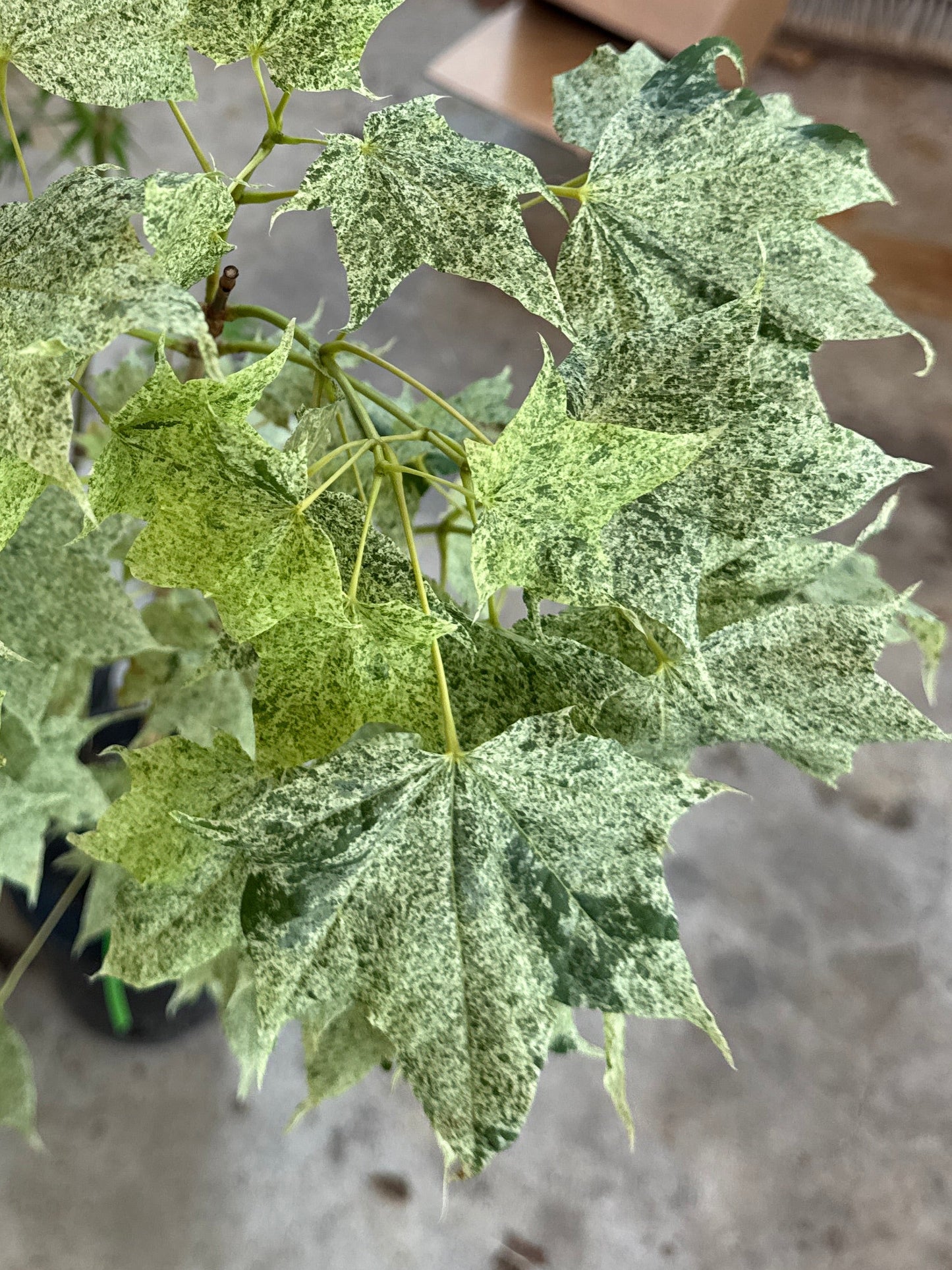 Acer pictum ‘Naguri nishiki’ – Variegated Japanese Maple