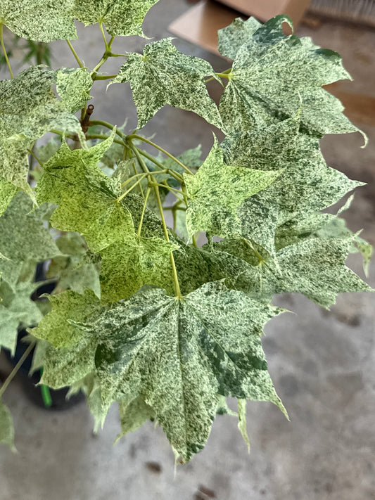 Acer pictum ‘Naguri nishiki’ – Variegated Japanese Maple