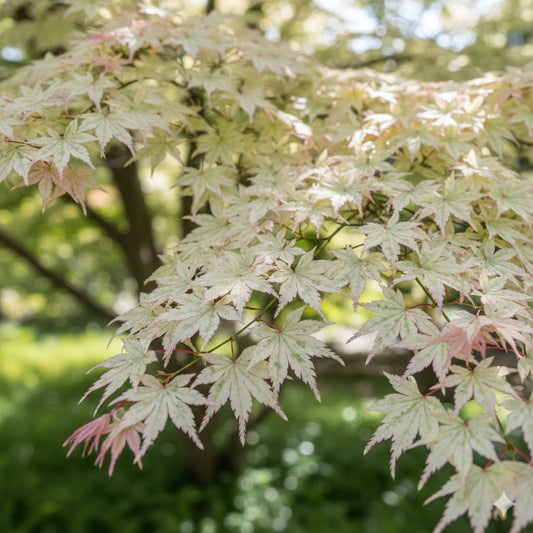 Acer palmatum ‘Ukigumo’ – Floating Cloud Japanese Maple