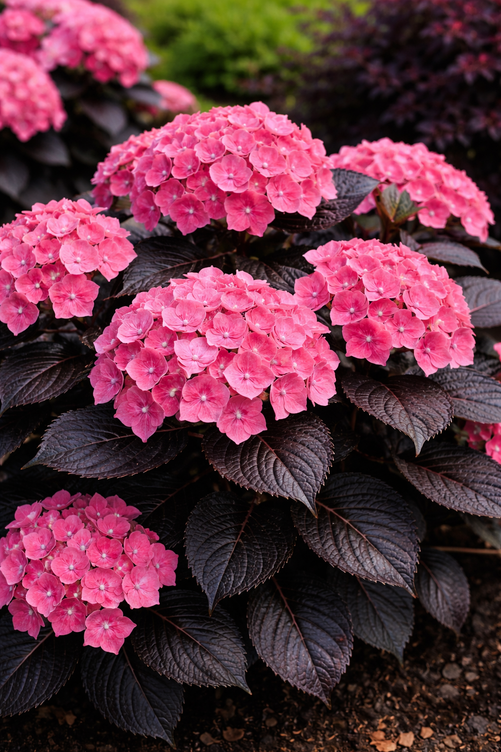 Hydrangea macrophylla 'Tuxedo Pink'
