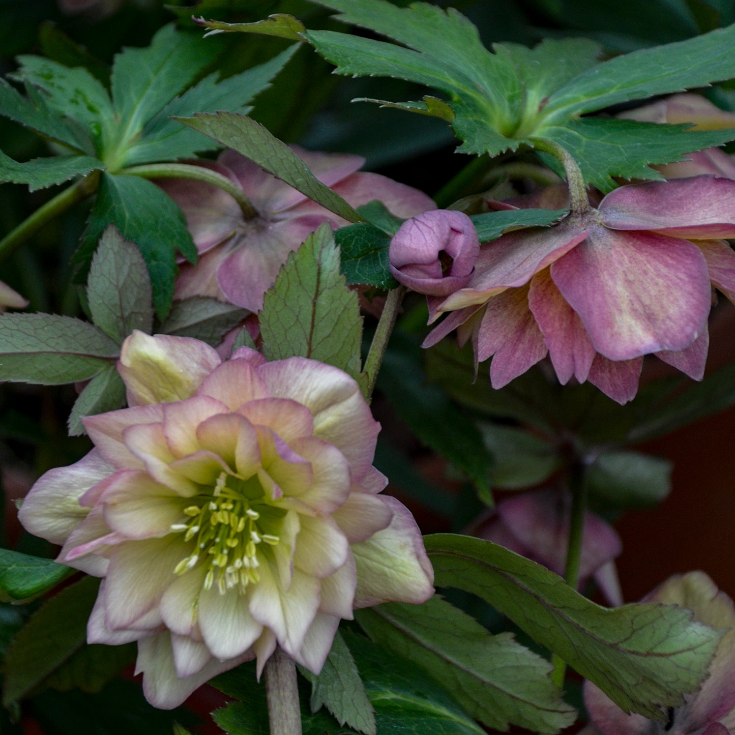 Helleborus ‘Mother of the Bride’ WEDDING PARTY® Series– Double White Lenten Rose