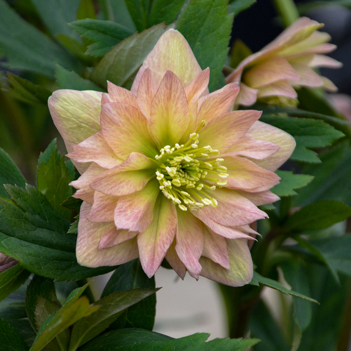 Helleborus ‘Mother of the Bride’ WEDDING PARTY® Series– Double White Lenten Rose