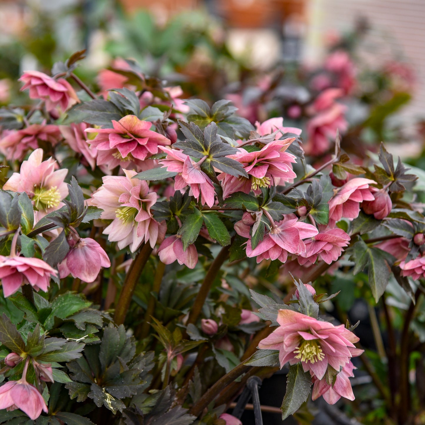 Helleborus ‘Mother of the Bride’ WEDDING PARTY® Series– Double White Lenten Rose