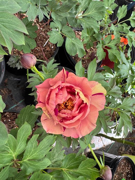 Peony Itoh ‘Peach-A-Licious' Garden Candy Series
