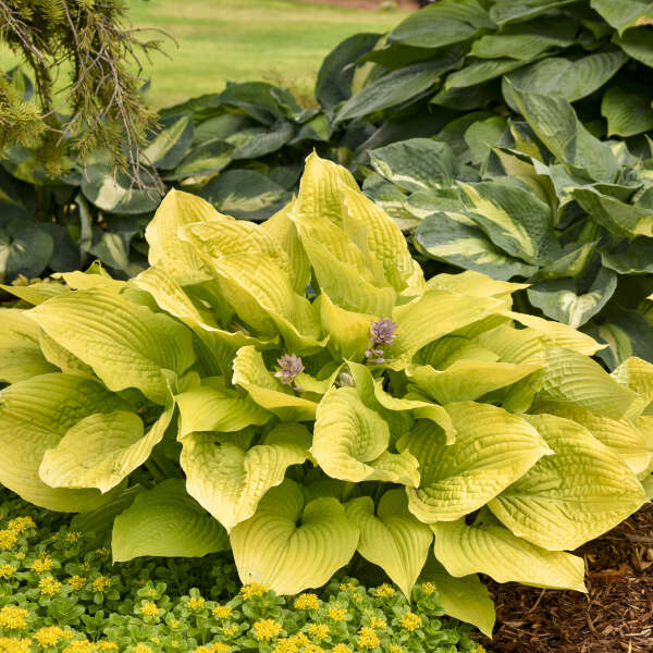 Hosta ‘Coast to Coast’ – Giant Gold Hosta