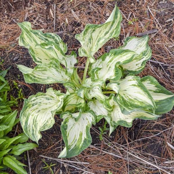 Hosta ‘Frog in My Throat’ – Cream and Green Rippled Hosta