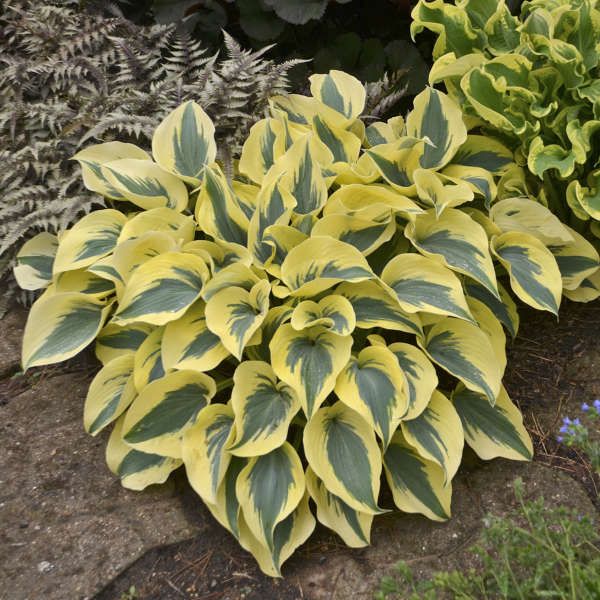 Hosta sieboldiana 'Autumn Frost'