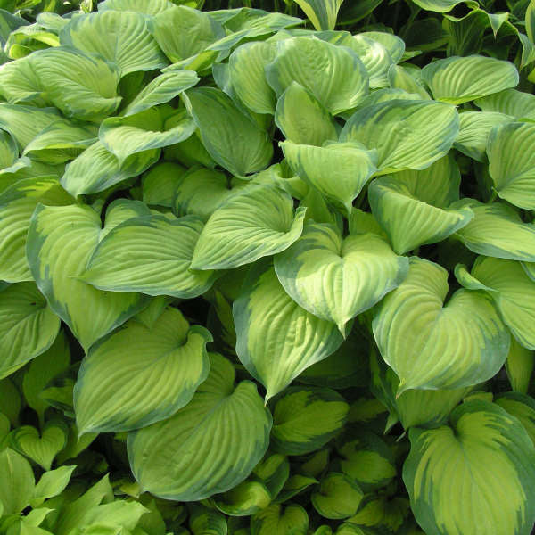 Hosta ‘Guacamole’ – Fragrant Chartreuse Hosta