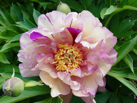 Peony Itoh ‘Blueberry Lemonade' Garden Candy Series