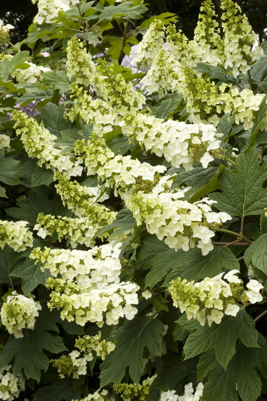 Hydrangea quercifolia 'Snow Queen'- Oakleaf Hydrangea