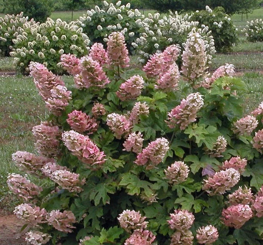 Hydrangea quercifolia 'Ruby Slippers'-Dwarf Oakleaf Hydrangea