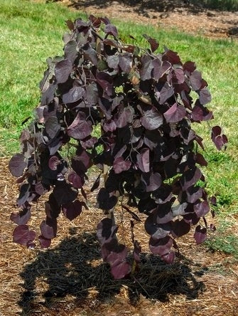 Cercis canadensis ‘Ruby Falls’ for Sale – Weeping Redbud Tree – Mystic ...