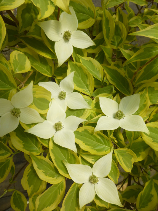 Cornus kousa Summer Gold - Variegated Dogwood