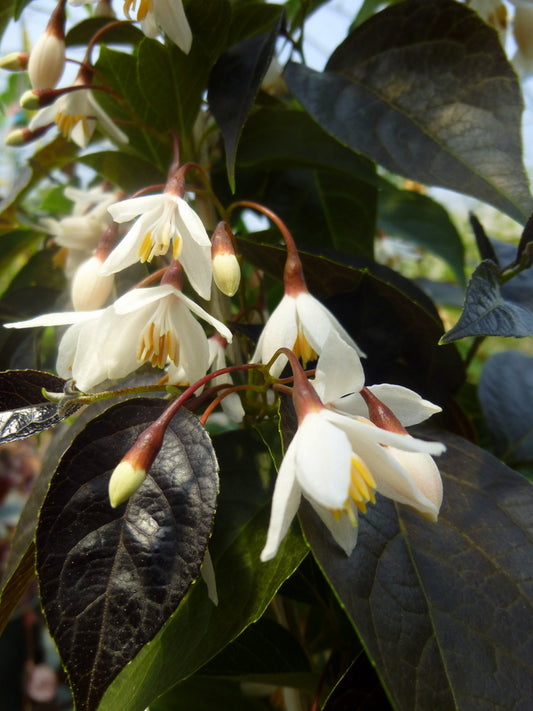 Styrax japonica ‘Evening Light’ - Japanese Snowbell Tree