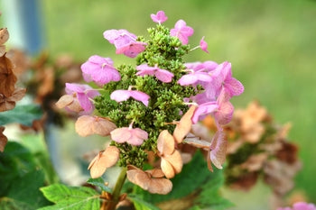 Hydrangea quercifolia 'Ruby Slippers'-Dwarf Oakleaf Hydrangea
